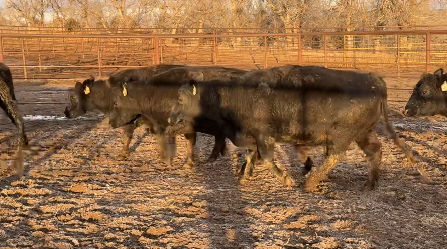 All coming 6 yr old’s, fancy , 1200 lbs, April calving!-BC114E5